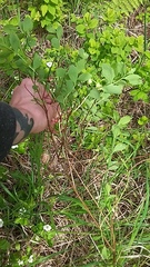 Dasineura salicifoliae
