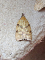 Sparganothis umbrana