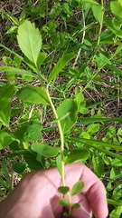 Dasineura salicifoliae