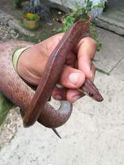 Epicrates maurus