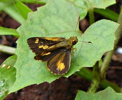 Pheraeus perpulcher