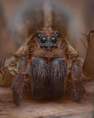 Rustic Wolf Spider