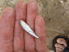 Leucaspius delineatus