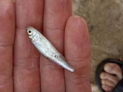 Leucaspius delineatus