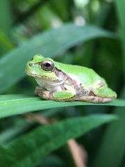 Hyla japonica