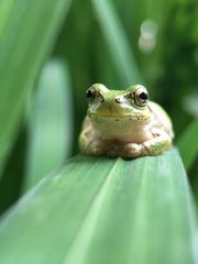 Hyla japonica