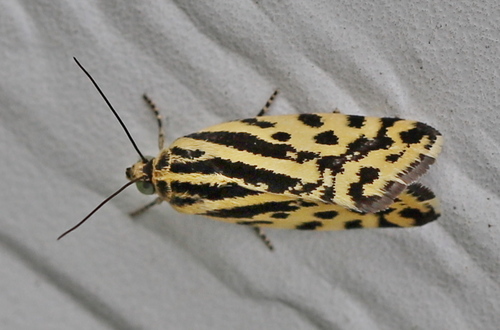 Taškuotasis Pelėdgalviukas nuotrauka