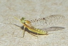 Leucrocuta thetis