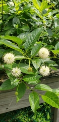 Cephalanthus occidentalis