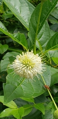 Cephalanthus occidentalis