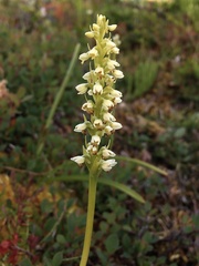 Pseudorchis straminea