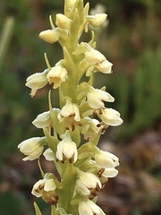Pseudorchis straminea