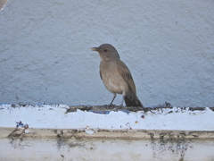 Turdus leucomelas