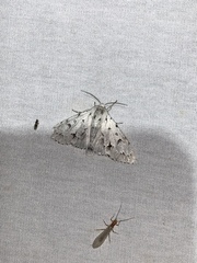 Acronicta vulpina