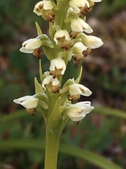 Pseudorchis straminea