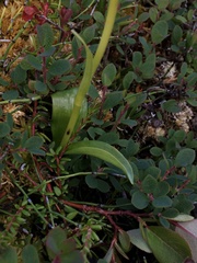 Pseudorchis straminea