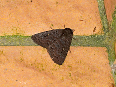 Hypersypnoides submarginata