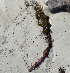 Laminaria hyperborea