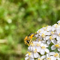 Colletes