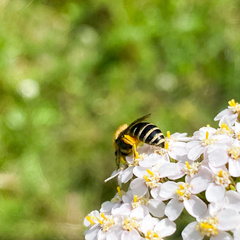 Colletes