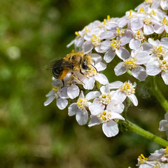Colletes