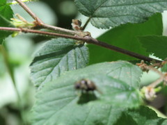 Cephenemyia