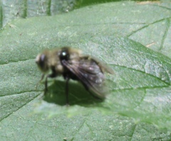 Cephenemyia