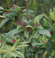Viburnum urceolatum