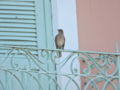 Turdus leucomelas