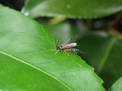 Itoplectis