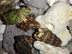 Coenobita cavipes