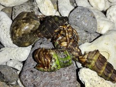 Coenobita cavipes