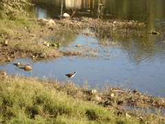 Jacana spinosa