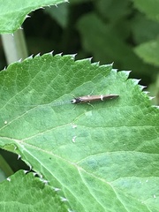 Athripsodes albifrons