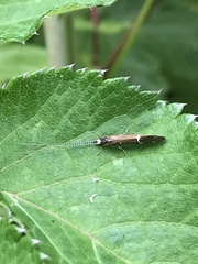 Athripsodes albifrons