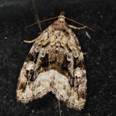 Protodeltote muscosula