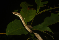 Dryophiops philippina