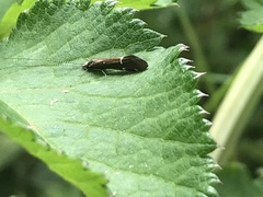 Athripsodes albifrons