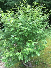 Salix × reichardtii