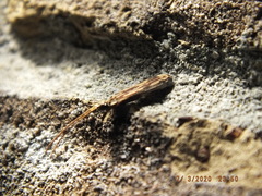 Tenomerga cinerea