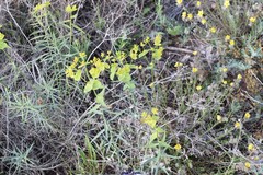 Euphorbia serrata