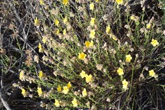 Helianthemum hirtum