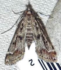 Parapoynx obscuralis