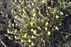 Helianthemum hirtum