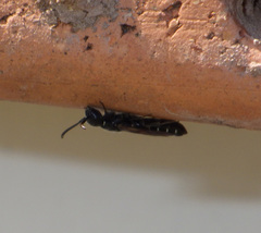 Sapygina decemguttata