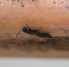 Sapygina decemguttata