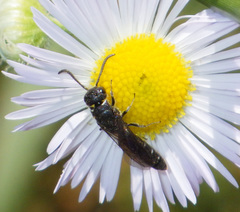 Sapygina decemguttata