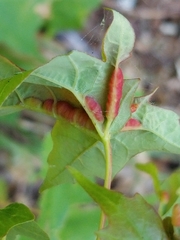 Dasineura communis