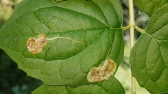 Liriomyza philadelphivora