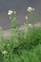 Achillea millefolium